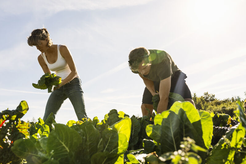 Regionaler Bauernhof
